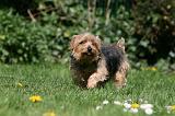 NORFOLK TERRIER 077